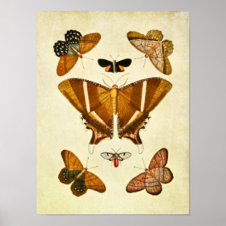 Vintager Schmetterling Print 198 Poster