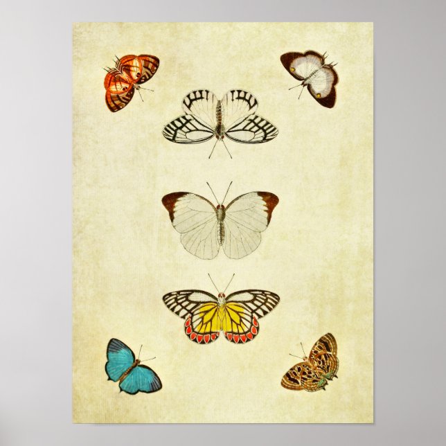 Vintager Schmetterling Print 201 Poster (Vorne)