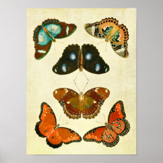 Vintager Schmetterling Print 205 Poster