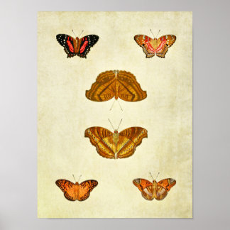 Vintager Schmetterling Print 209 Poster