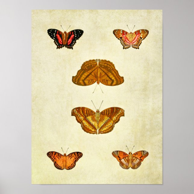 Vintager Schmetterling Print 209 Poster (Vorne)