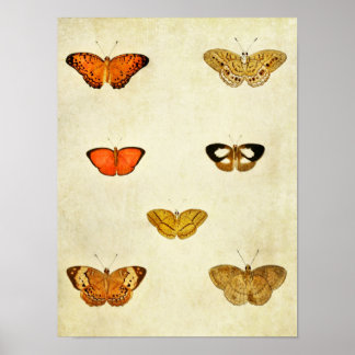 Vintager Schmetterling Print 238 Poster