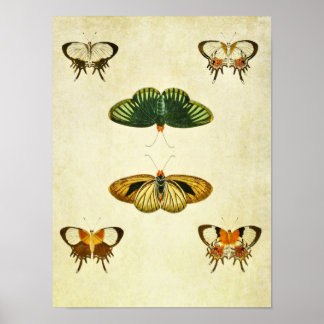 Vintager Schmetterling Print 244 Poster