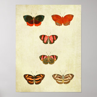 Vintager Schmetterling Print 256 Poster
