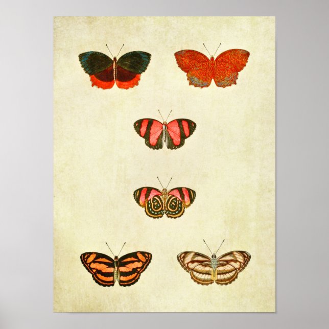 Vintager Schmetterling Print 256 Poster (Vorne)