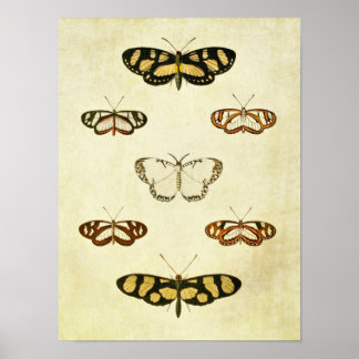 Vintager Schmetterling Print 257 Poster