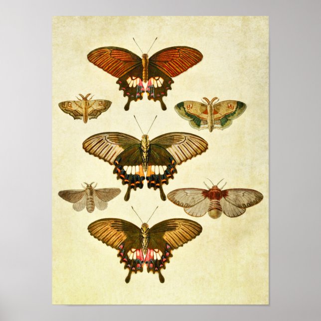 Vintager Schmetterling Print 265 Poster (Vorne)
