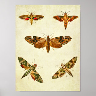 Vintager Schmetterling Print 285 Poster