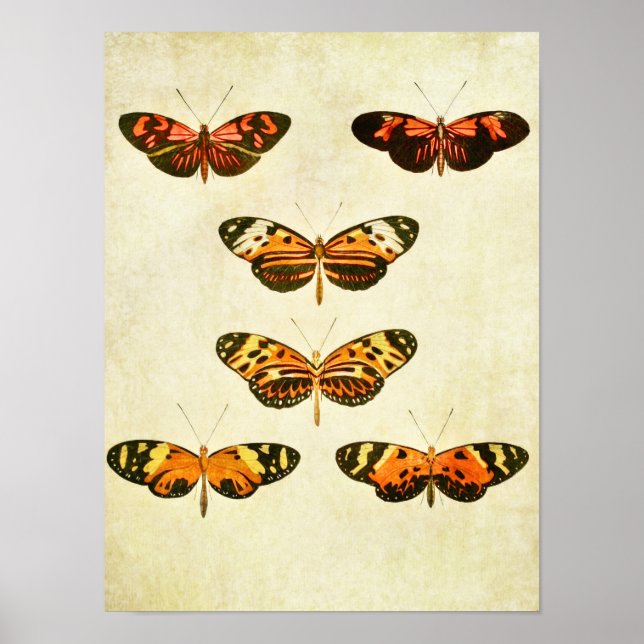 Vintager Schmetterling Print 297 Poster (Vorne)