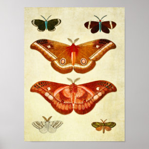 Vintager Schmetterling Print 322 Poster