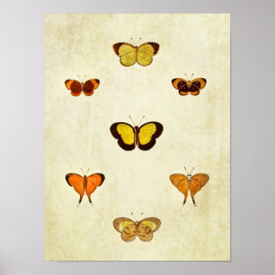 Vintager Schmetterling Print 331 Poster