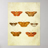 Vintager Schmetterling Print 342