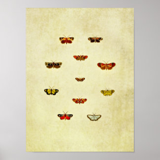 Vintager Schmetterling Print 348 Poster
