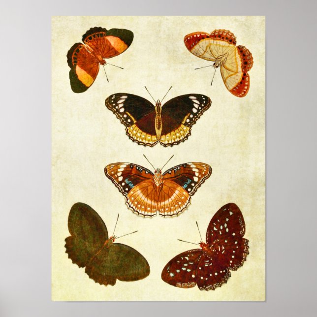 Vintager Schmetterling Print 349 Poster (Vorne)
