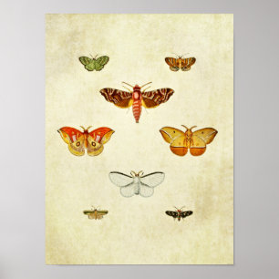 Vintager Schmetterling Print 355 Poster