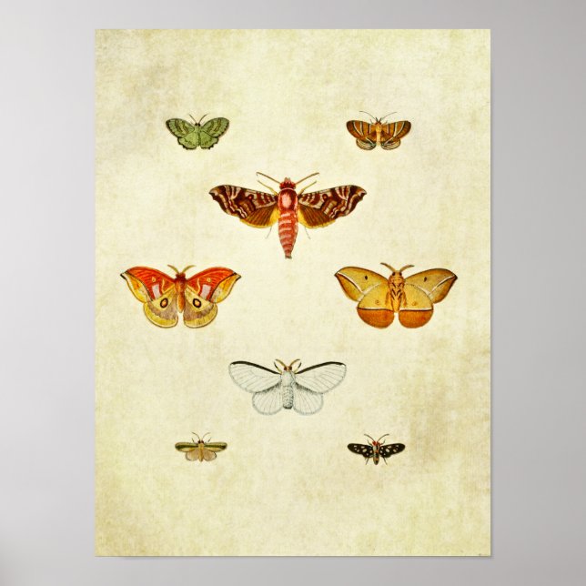 Vintager Schmetterling Print 355 Poster (Vorne)