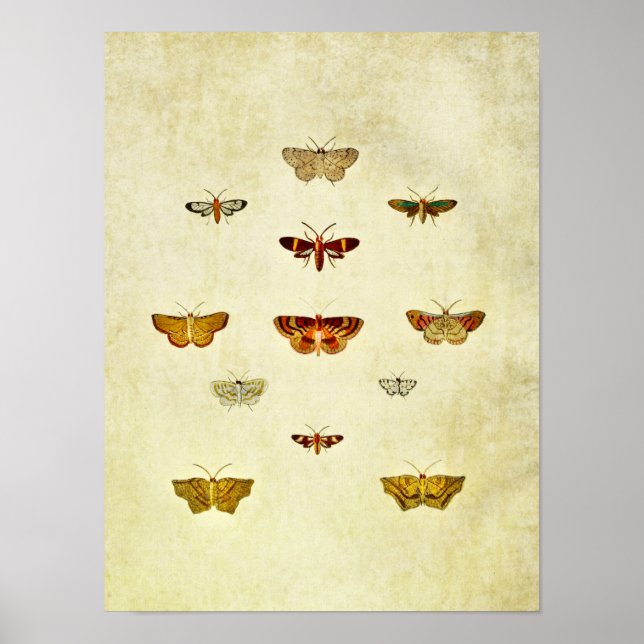 Vintager Schmetterling Print 357 Poster (Vorne)