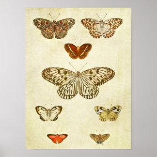 Vintager Schmetterling Print 362 Poster