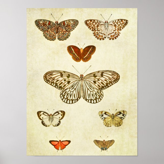 Vintager Schmetterling Print 362 Poster (Vorne)