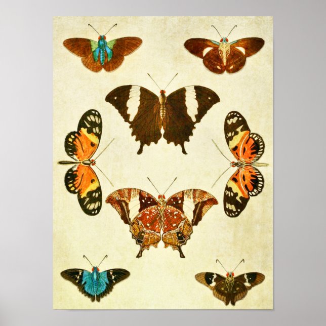 Vintager Schmetterling Print 364 Poster (Vorne)