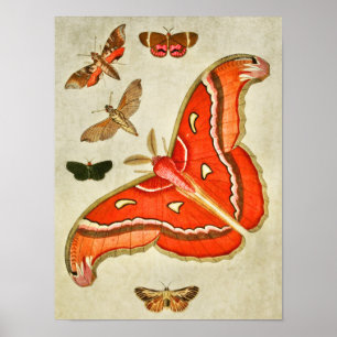 Vintager Schmetterling Print 381 Poster