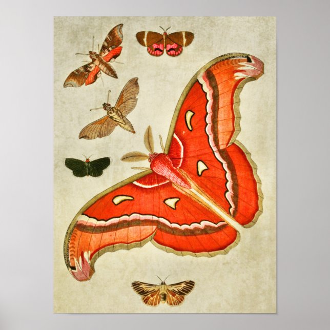 Vintager Schmetterling Print 381 Poster (Vorne)