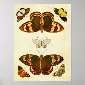 Vintager Schmetterling Print 387 Poster