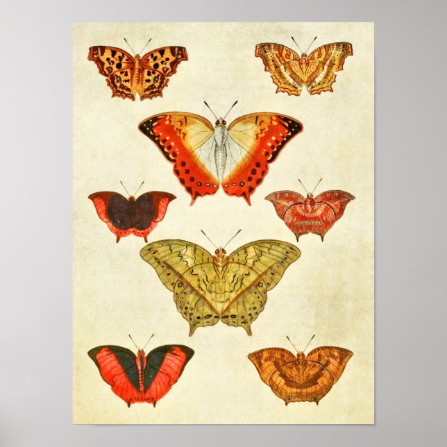 Vintager Schmetterling Print 388 Poster (Vorne)