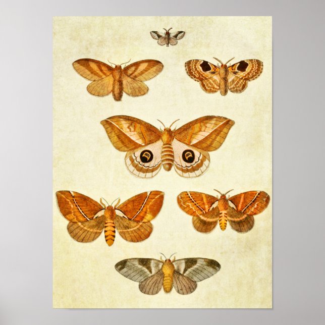 Vintager Schmetterling Print 395 Poster (Vorne)