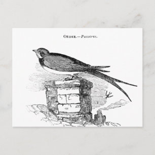 Vintager Schwalbenvogel Postkarte