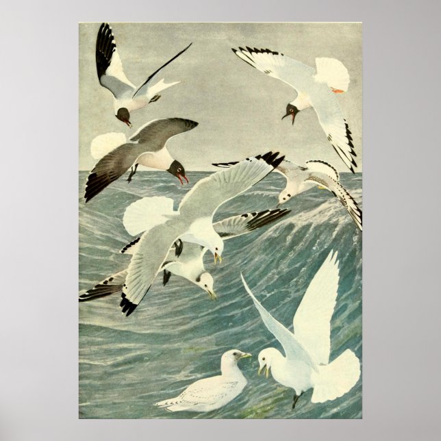 Vintager Seagull Ocean Bird Beach Poster (Vorne)