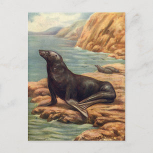 Vintager Seelöwe an der Küste, Meeressäugetiere Postkarte