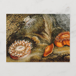 Vintager Seeverkehr Postkarte