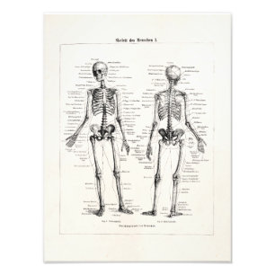 Vintager Skeleton menschlicher Anatomie-Knochen Fotodruck