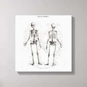Vintager Skeleton menschlicher Anatomie-Knochen Leinwanddruck