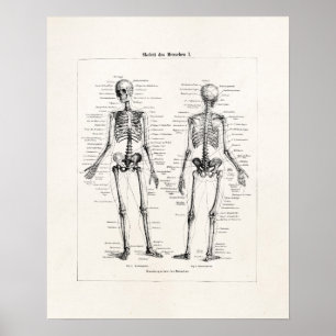 Vintager Skeleton menschlicher Anatomie-Knochen Poster