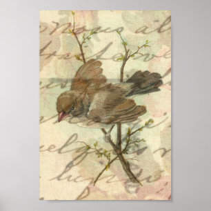 Vintager Sparrow mit handgeschriebenem Hintergrund Poster