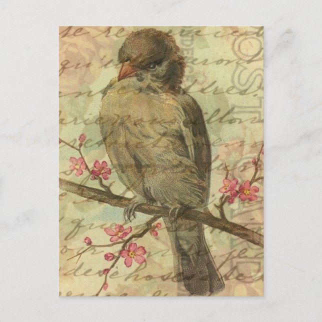Vintager Sparrow Postkarte (Vorderseite)