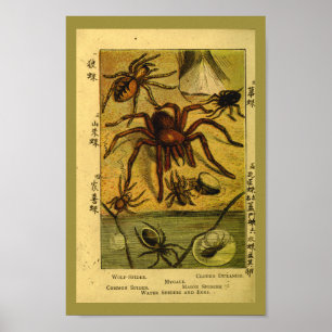Vintager Spinnentarantula-Naturgeschichte-Druck Poster
