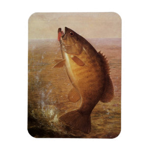 Vintager Sportfisch, Largemouth Brown Bass Fish Magnet