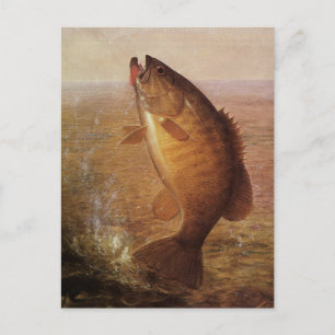 Vintager Sportfisch, Largemouth Brown Bass Fish Postkarte