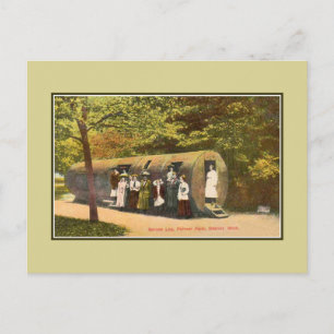 Vintager Spruce Log Palmer Park Detroit Postkarte