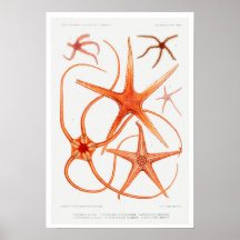 VINTAGER STARFISH-ILLUSTRATIONSPARSTER