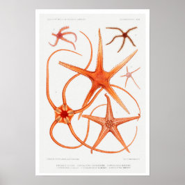 VINTAGER STARFISH-ILLUSTRATIONSPARSTER POSTER