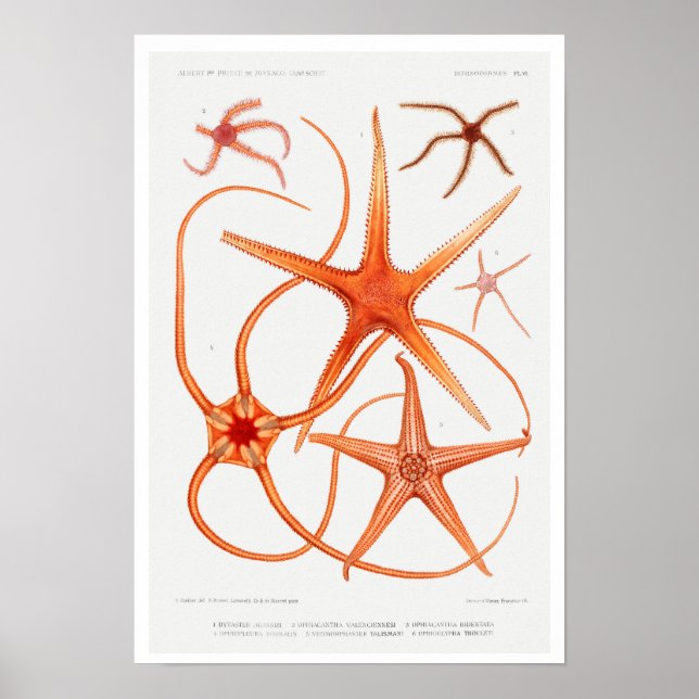 VINTAGER STARFISH-ILLUSTRATIONSPARSTER POSTER (Vorne)