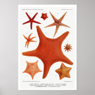 VINTAGER STARFISH-ILLUSTRATIONSPARSTER POSTER