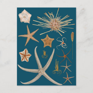 Vintager Starfish Postkarte