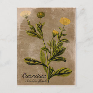 Vintager Stil Calendula Blume Postkarte