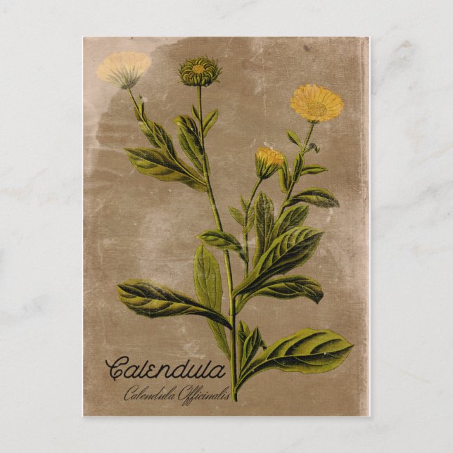 Vintager Stil Calendula Blume Postkarte (Vorderseite)