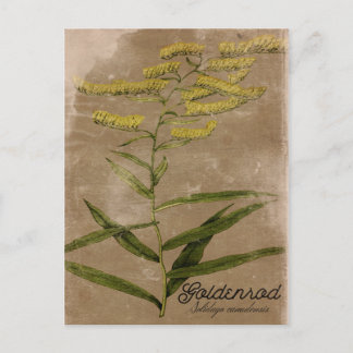 Vintager Stil Goldenrod Blume Postkarte